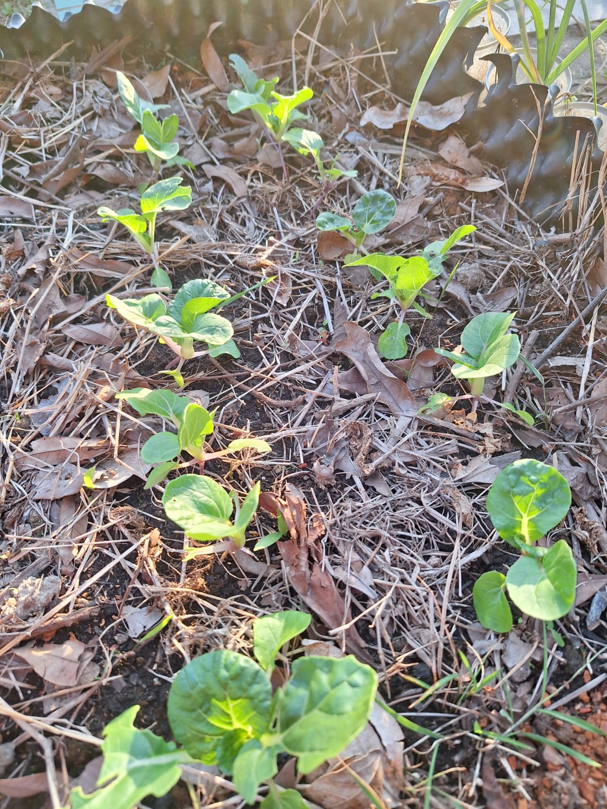 0225 地塊.株型紀錄:逐株拍照,記下葉數、株幅與有否蟲口。