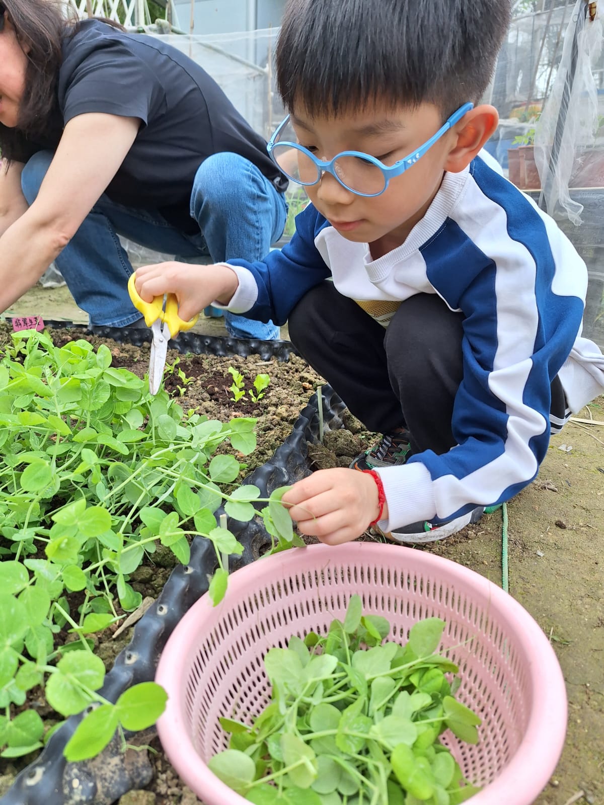 自己動手:學員自己判斷收成時機,親手把菜割下。