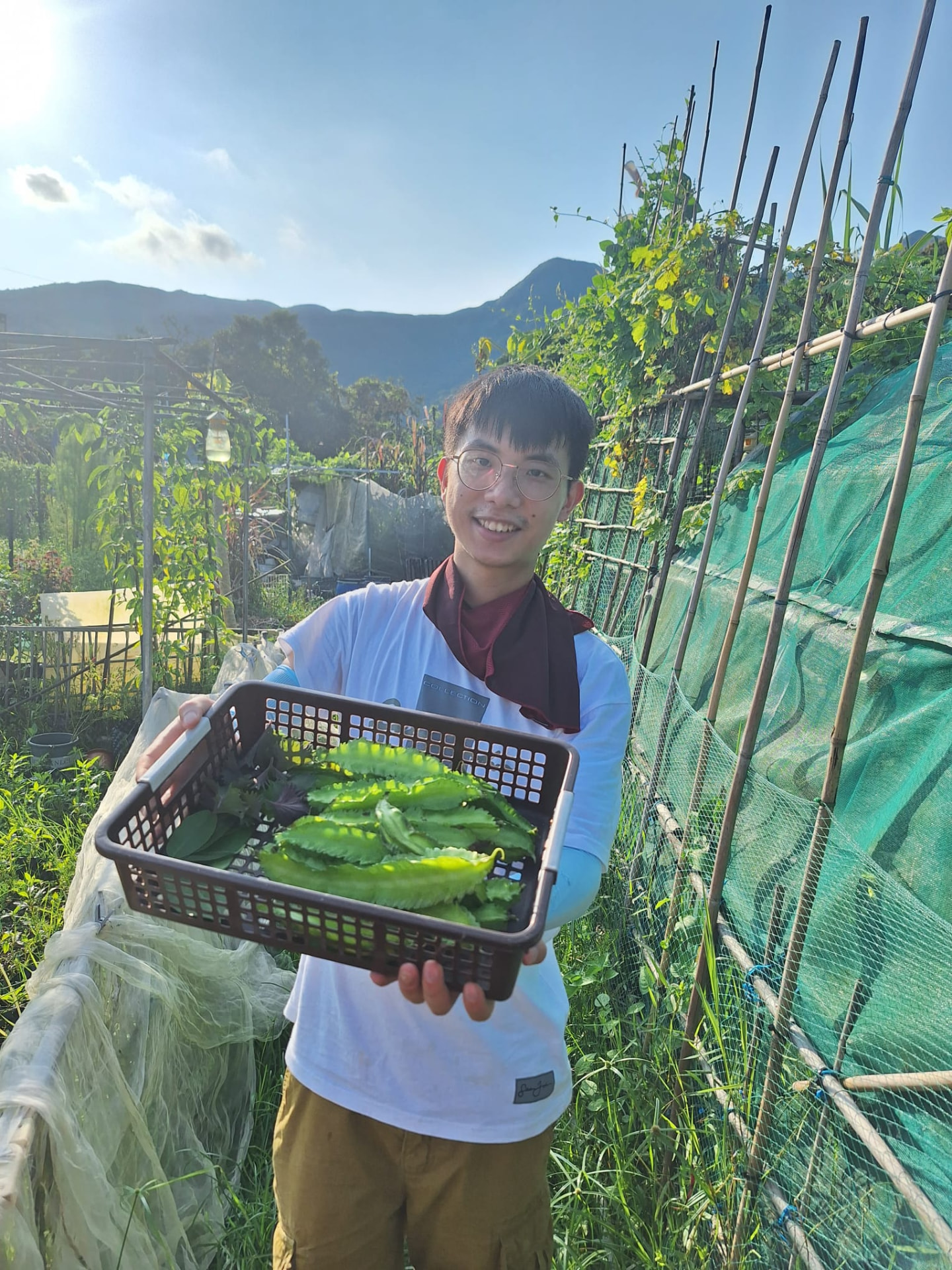 翼豆:夏季的棚架上結出翼豆,是這塊地少見的品種。