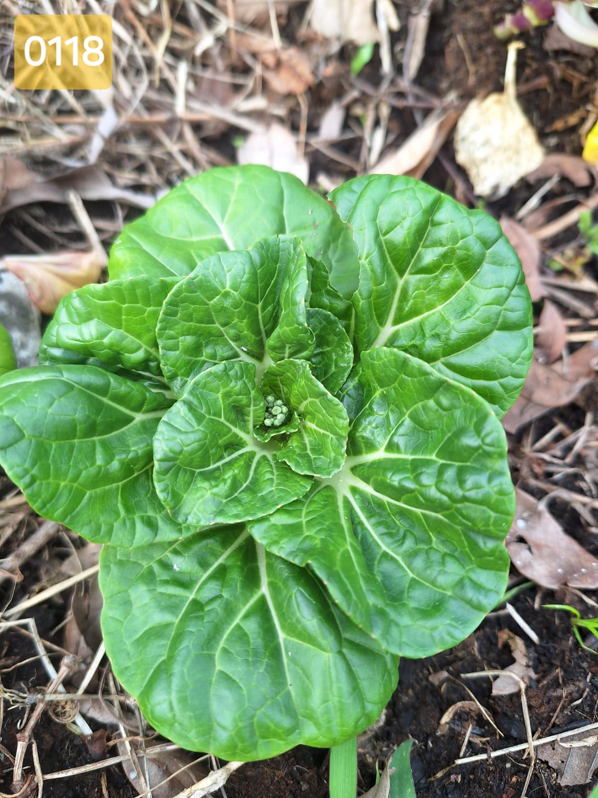 覆蓋層下的整床:整床幼苗長在稻草與枯葉之間,土面全程不裸露。