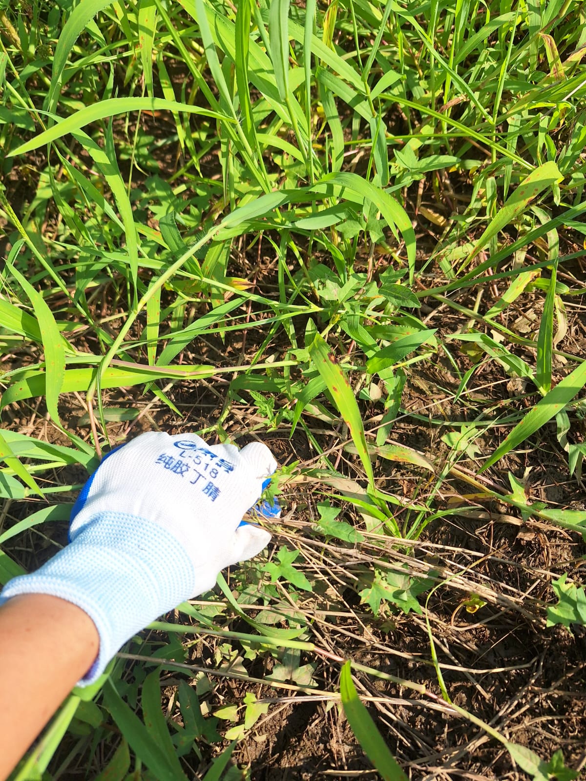 雜草管理:雜草不趕盡,保留一部分作活覆蓋,根系替我們鬆土。