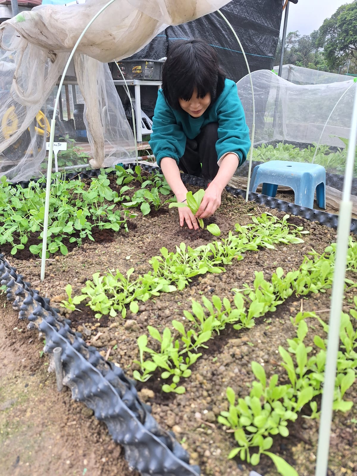 把苗放進土裡:定植前先在穴底混入熟成堆肥,讓根一開始就有食物。