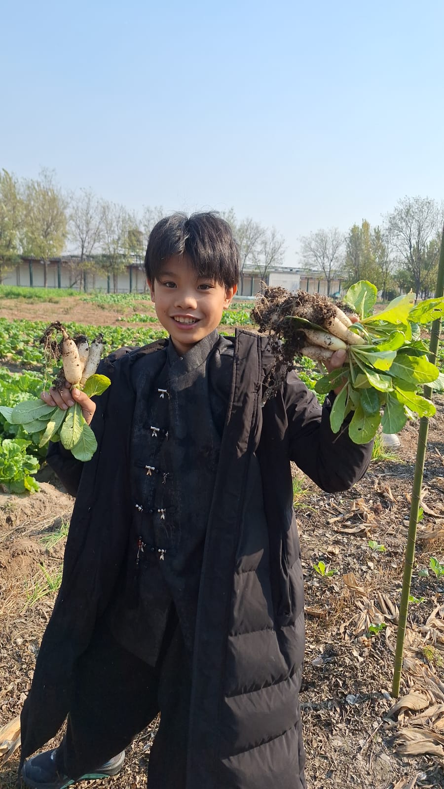 連泥的收成:帶泥的植株最能說明問題:土鬆了,根才長得直。