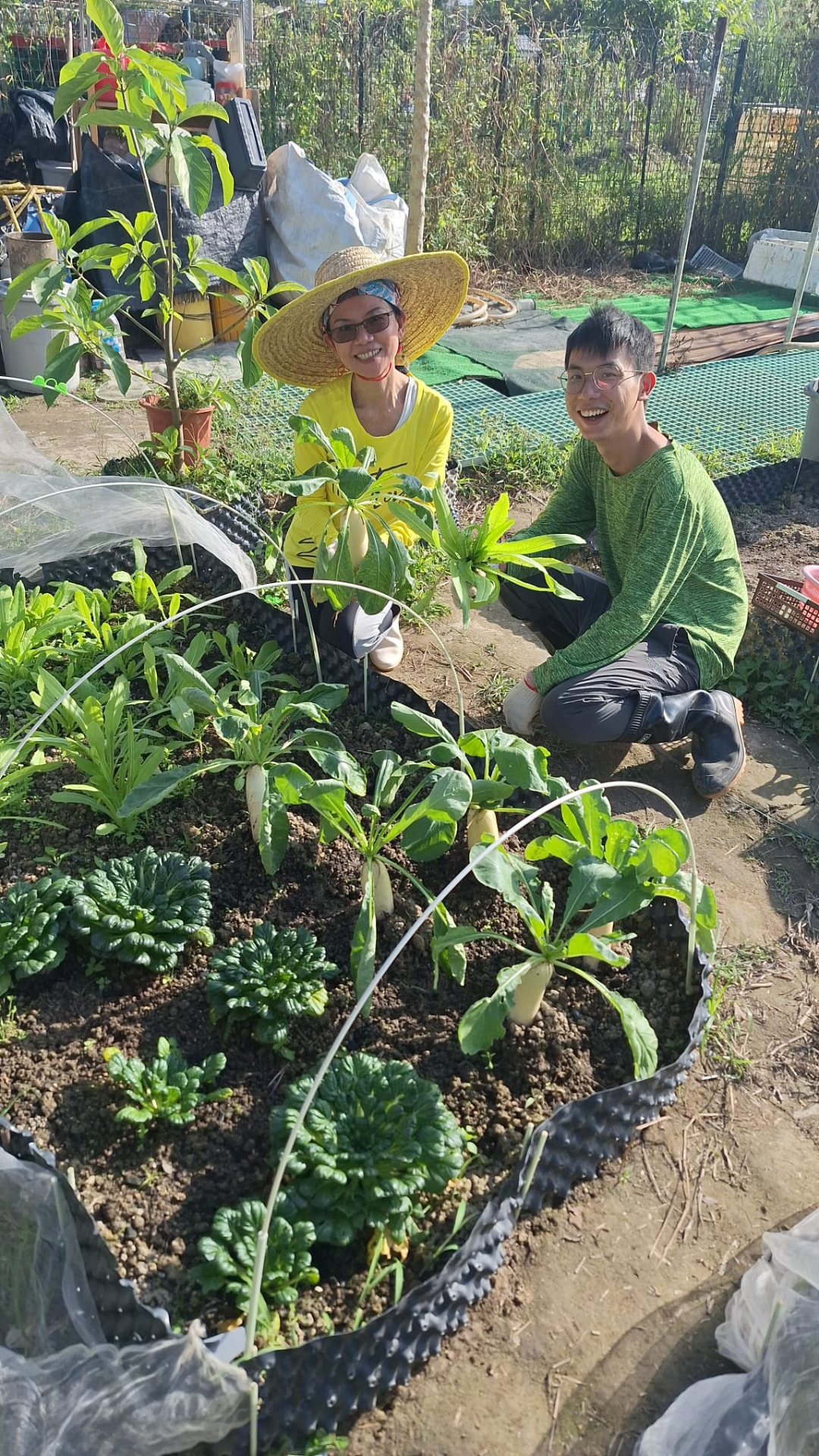 收成前的檢查:撥開葉叢看根部大小,判斷還要多等幾天。