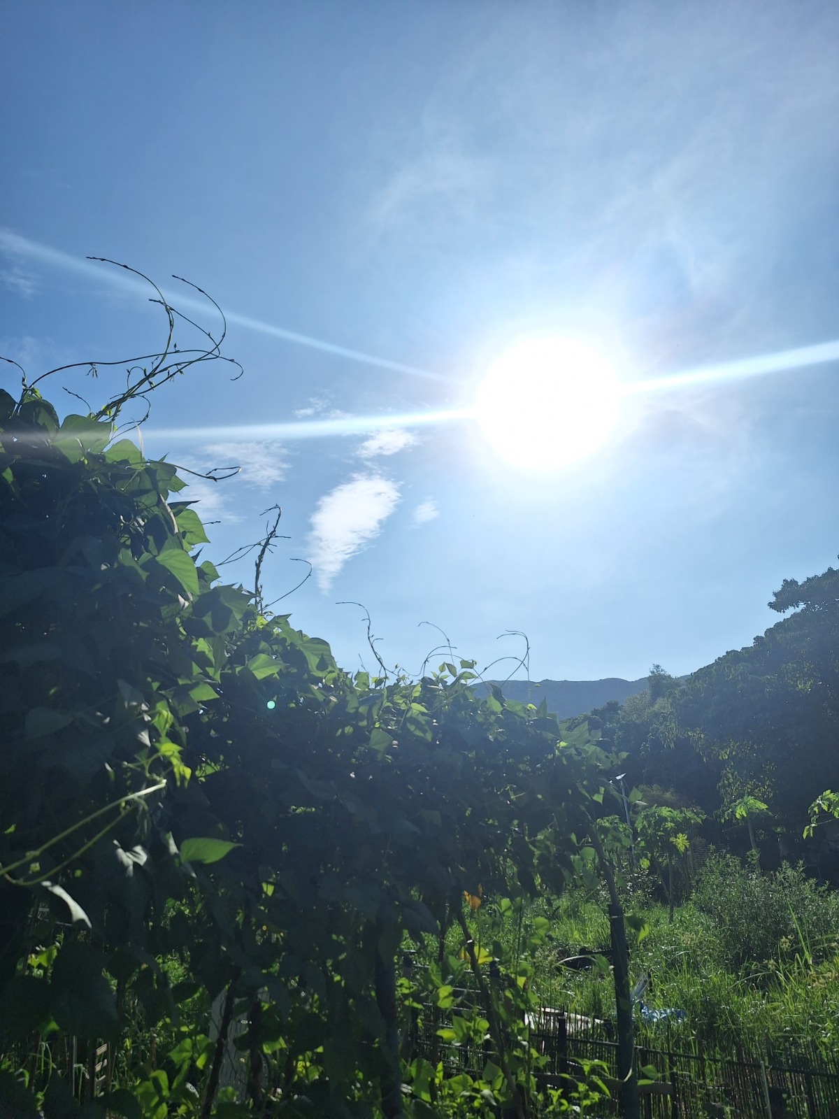 西貢農地陽光下的綠植與藍天，陽光穿透枝葉灑落田間