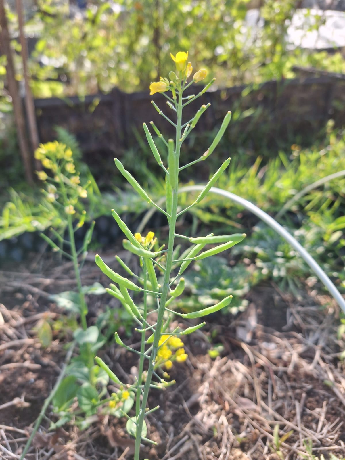 開花結籽期: