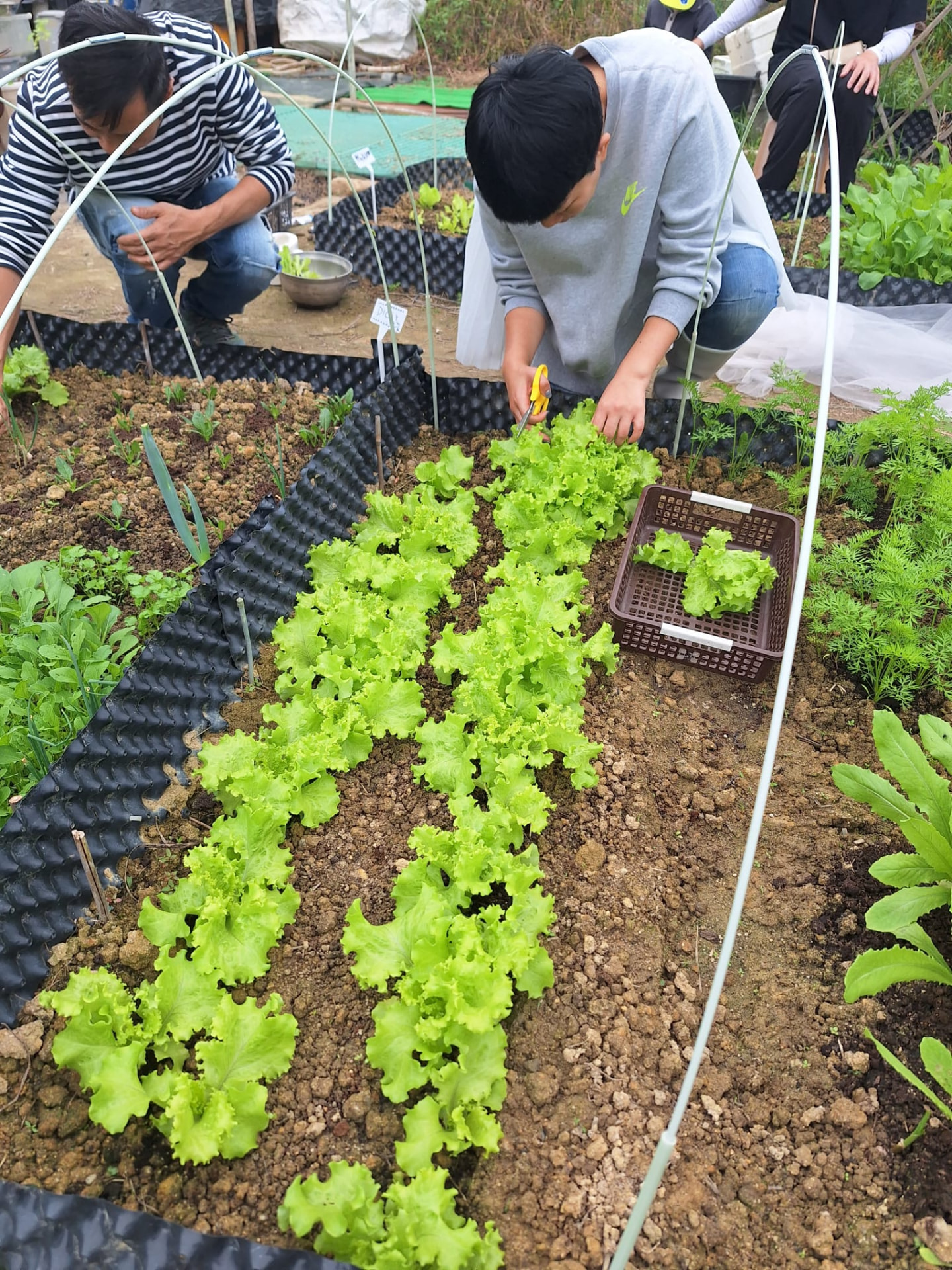 在畦床上採收:貼近根部下刀,保留生長點讓側芽再長。