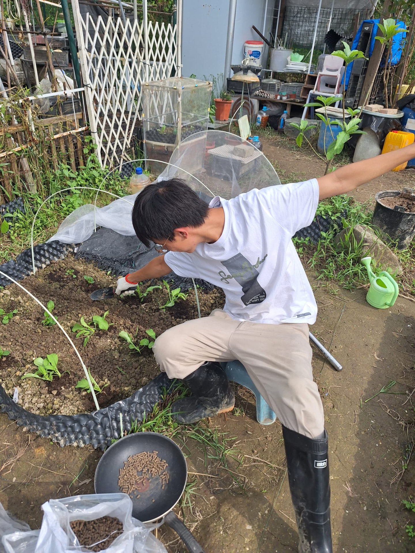 植物性有機肥:以廚餘堆肥與植物性顆粒肥代替雞糞,逐棵苗根旁施放。