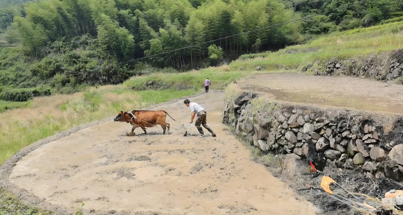 牛耕水田,竹林梯田