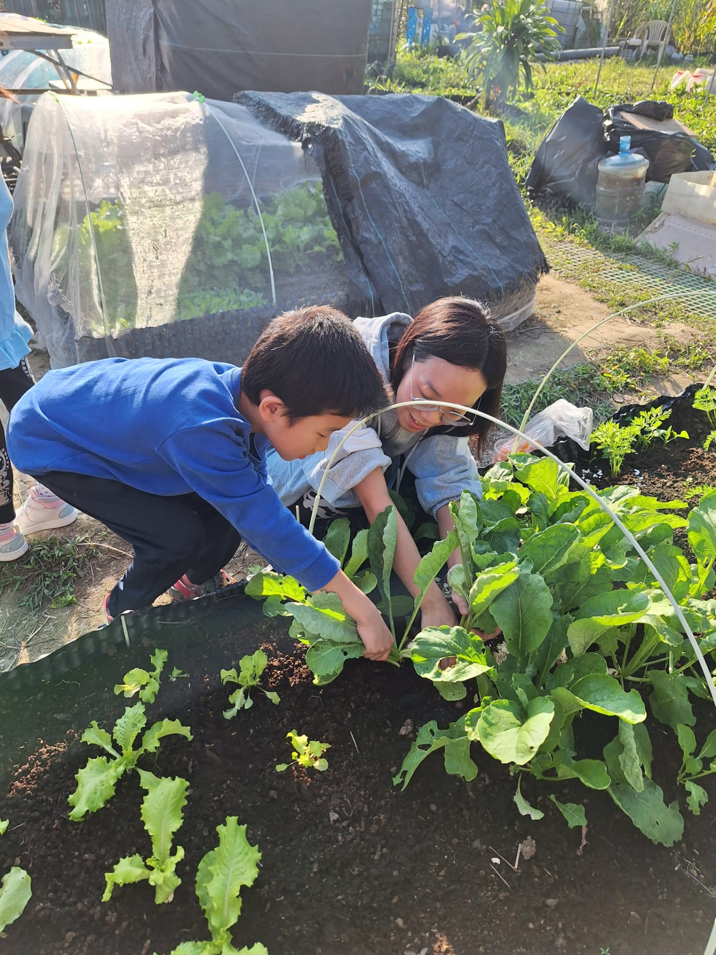 大棵的葉菜:母子合力把整棵菜連根托起。