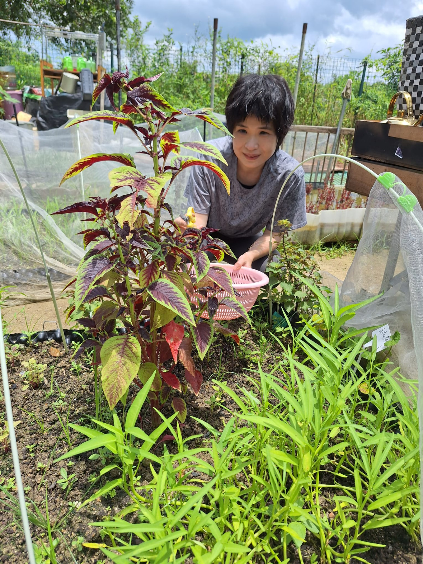 每週的例行:除草、疏葉、檢查蟲害,純素種植靠的是勤力而非農藥。