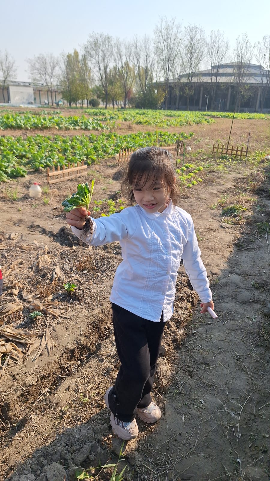田間走道:沿走道逐行檢視,記錄哪一段長得最好、哪一段仍需補土。