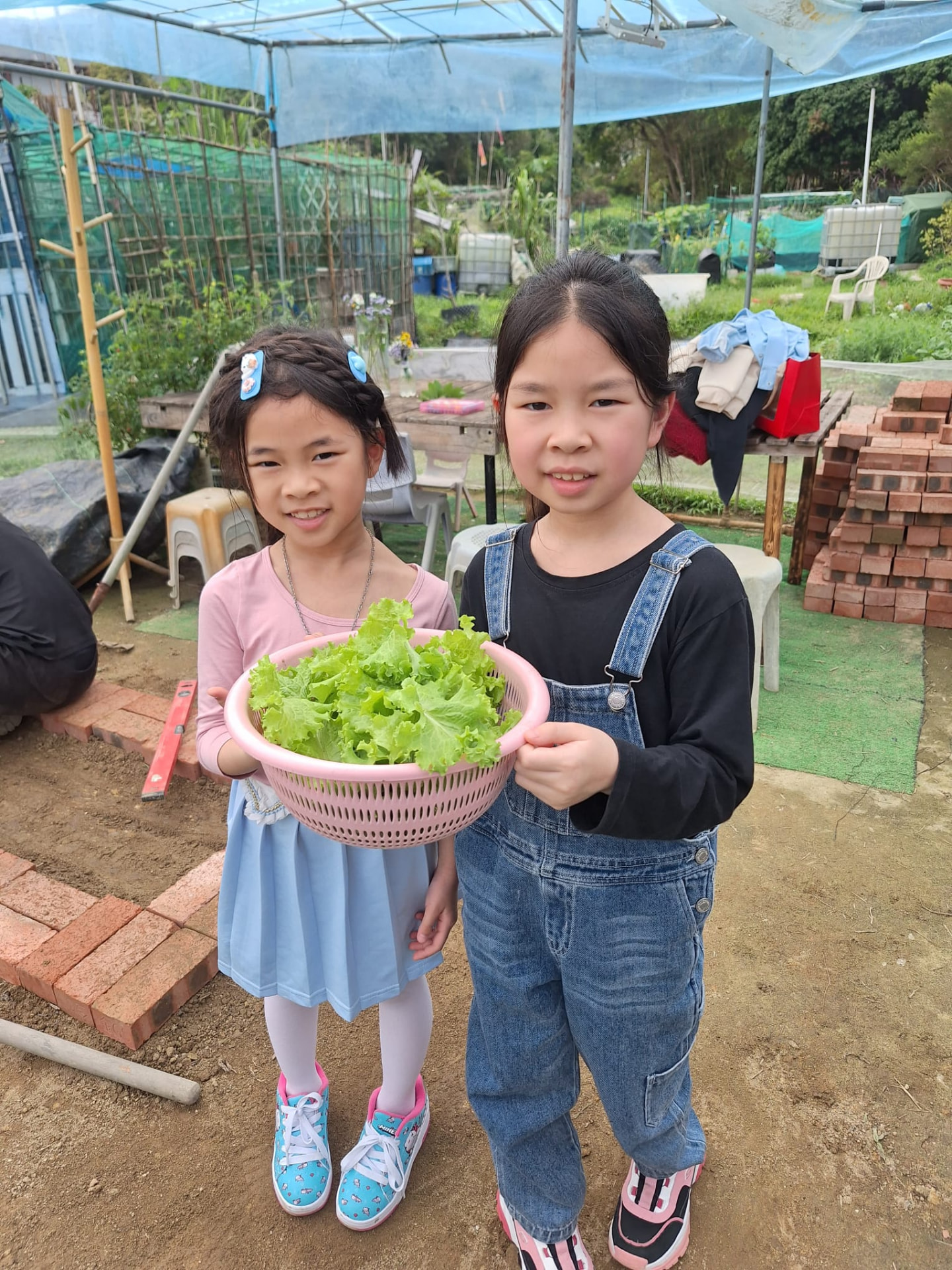 一人一棵生菜:不用農藥的生菜,摘下即可入口。