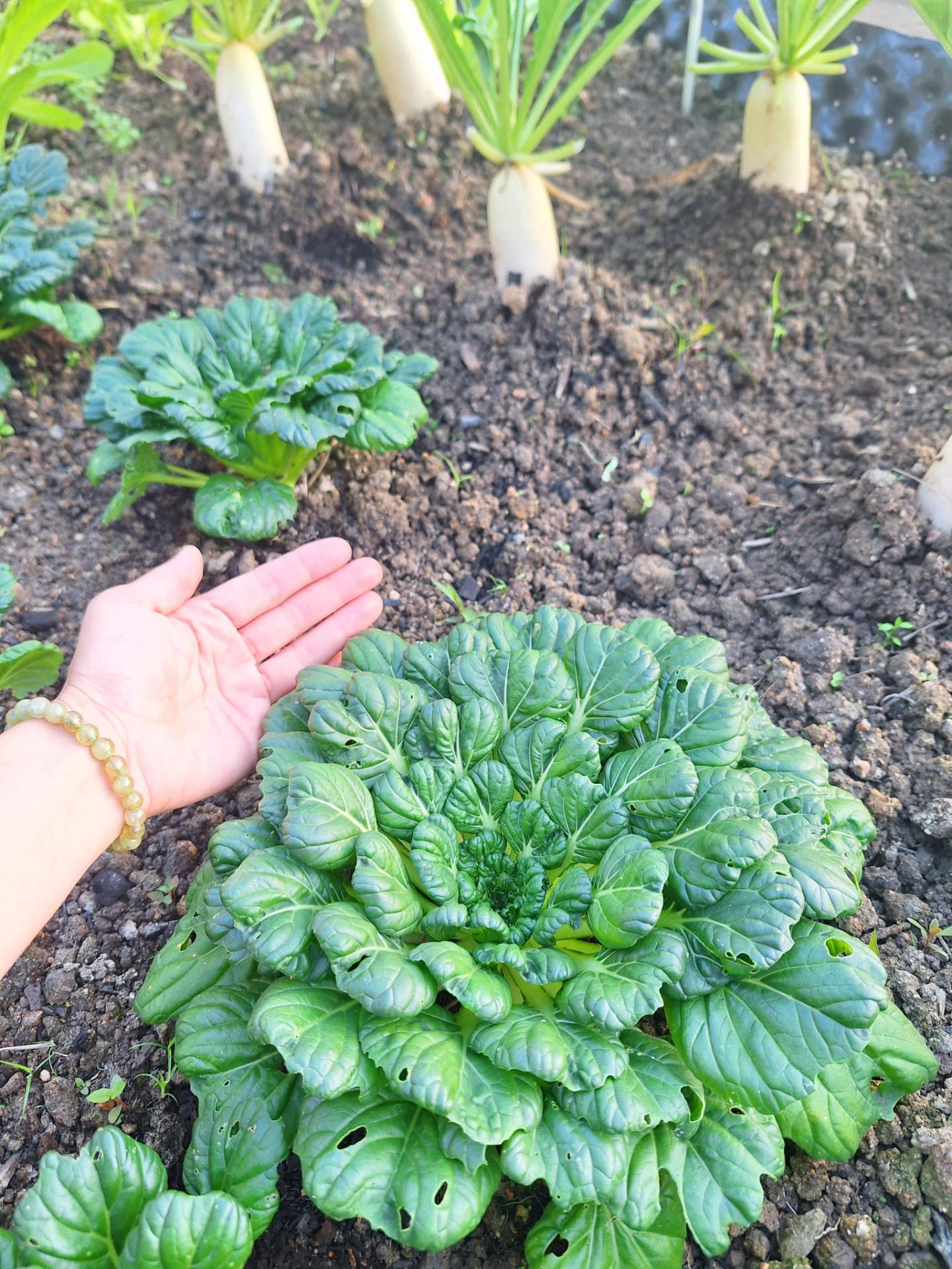 一棵塌菜:不施化肥而長得結實,葉片厚而深綠。