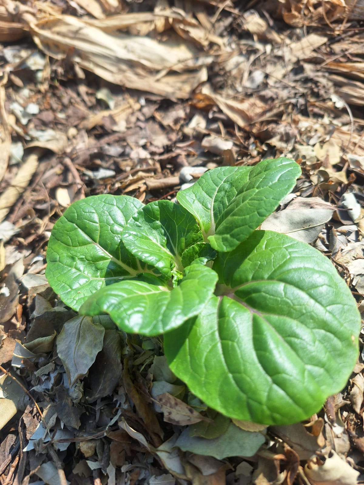 葉片轉厚:落葉之間的菜苗葉色轉深、葉片變厚,是養分供應回穩的訊號。