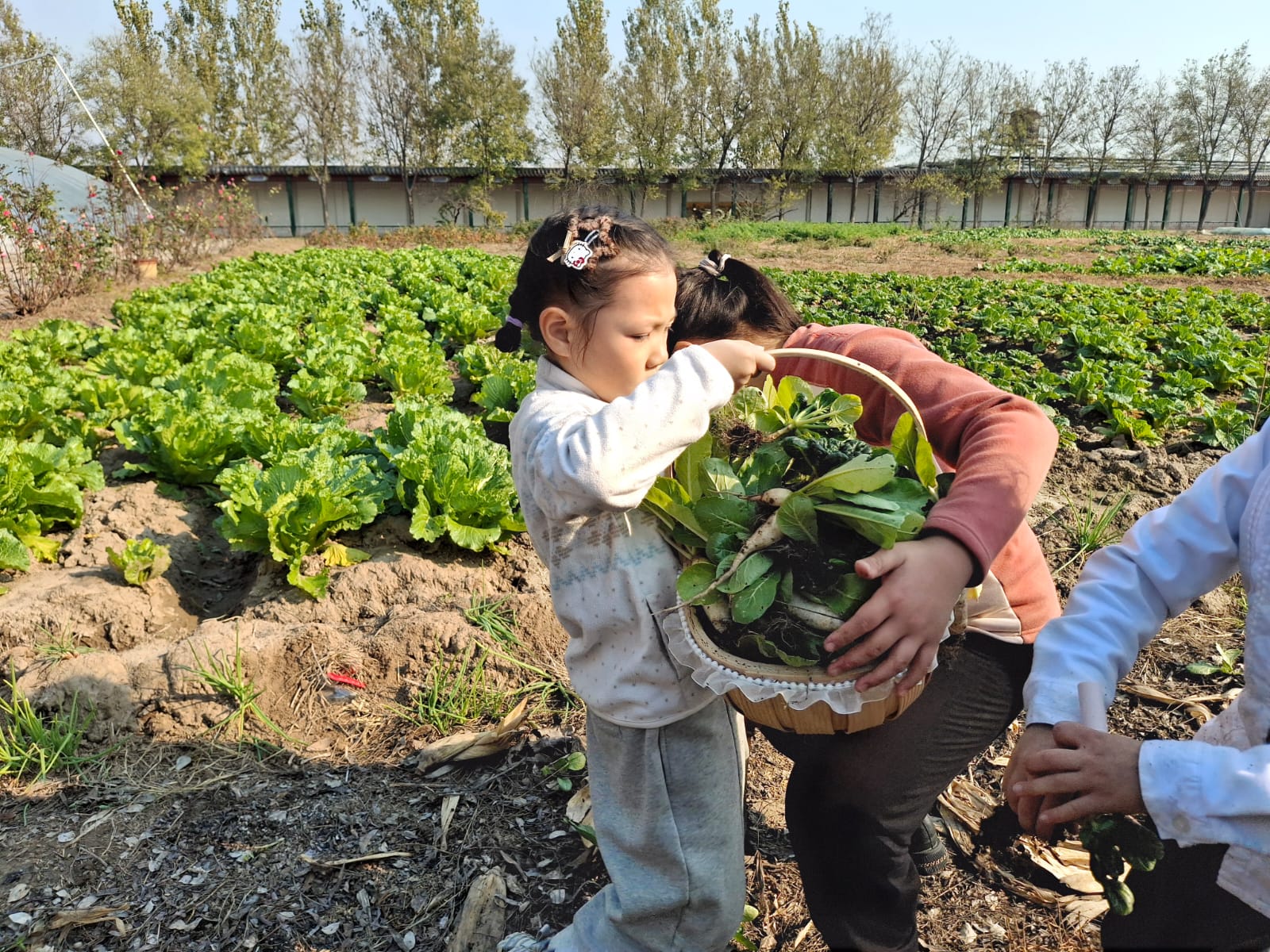 入籃:採下的葉菜即場入籃,減少碰撞與失水。