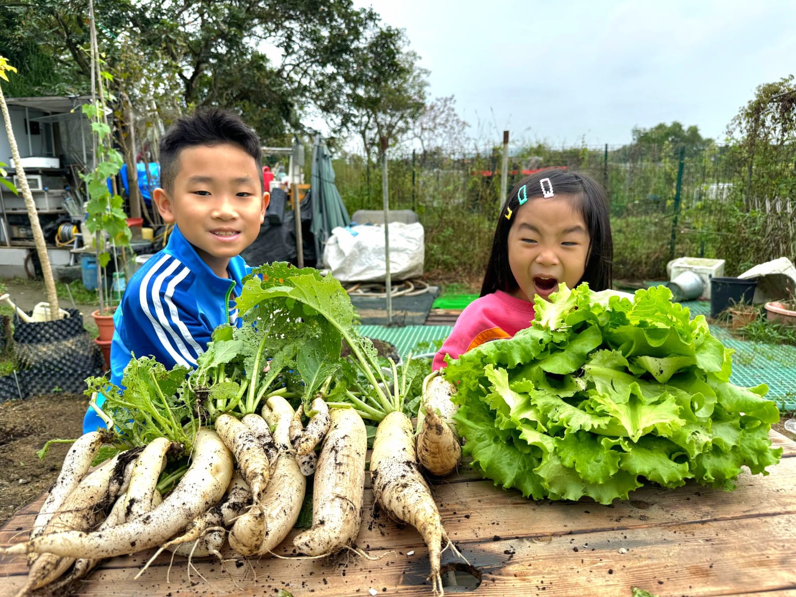 堆滿一地的蘿蔔:收成日當天,孩子把全部紅蘿蔔集中在畦邊點算。