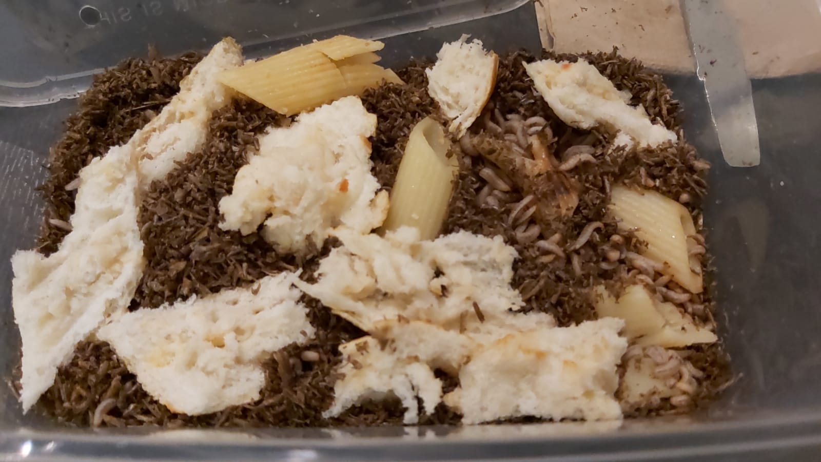 觀察幼蟲:以麵包與剩飯做投料觀察,記錄不同食材的分解速度,是課堂上最受歡迎的一環。