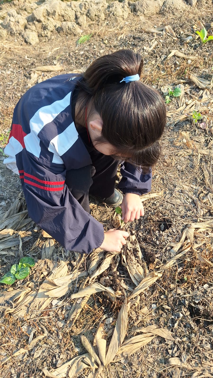 動手採收:學生俯身在覆蓋層之間找成熟的植株,學習不傷根的手法。