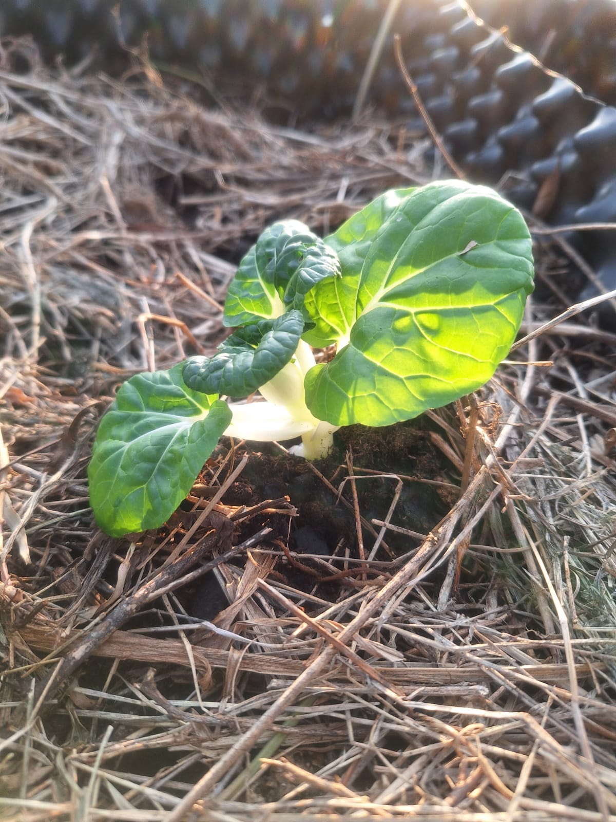 0064 編號牌:每塊地一個編號,是往後所有照片與數據的索引。