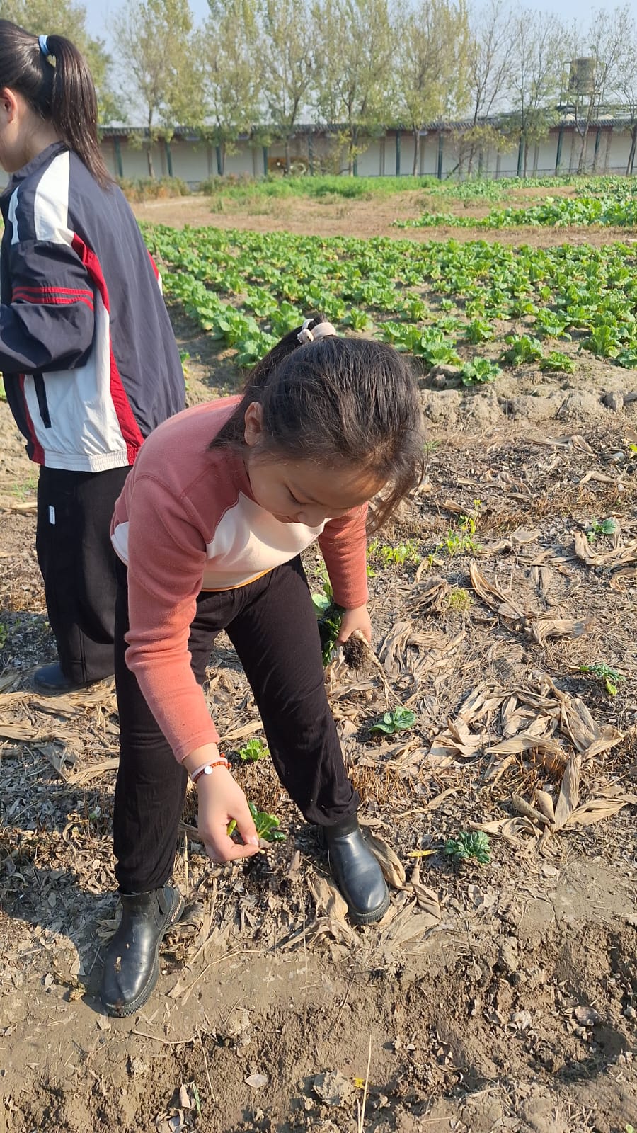 連根觀察:拔出後先看根,再看土,根瘤與土團說明了土壤生物已經回來。