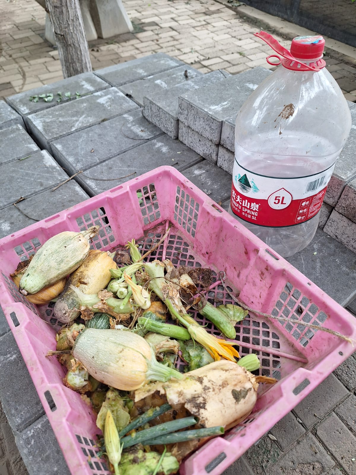 廚餘處理:菜頭菜尾、瓜與瓜花集中入籃,瀝去多餘水份。太濕會發臭,太乾幼蟲不肯吃。