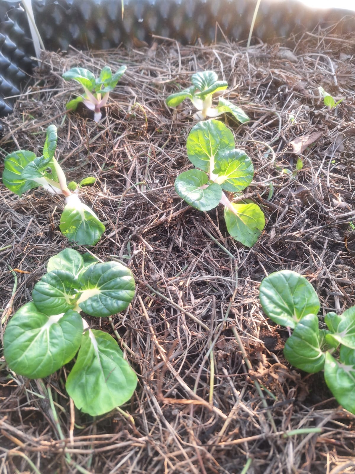 0064 地塊.覆蓋對照:同一編號在不同週期的覆蓋厚度與土面狀態對照。