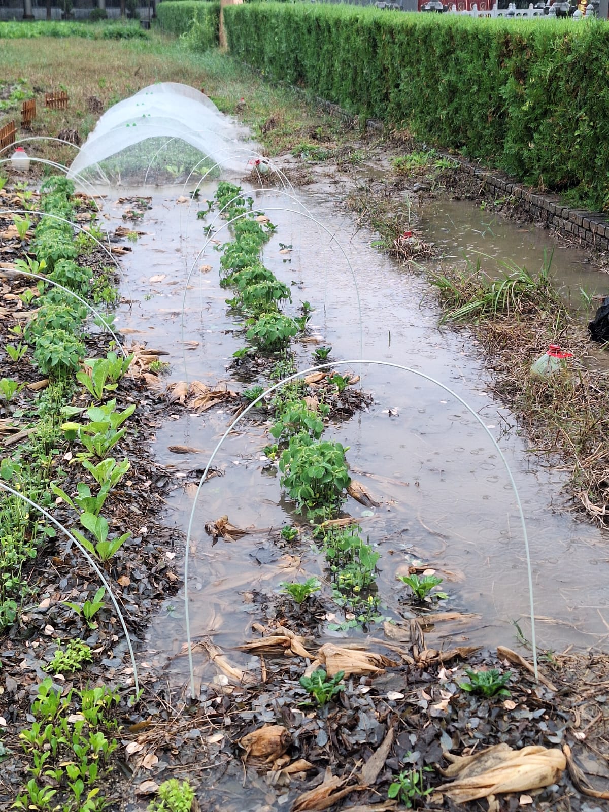 雨後排水:雨季前先做好走水位,加上防蟲棚架,苗才捱得過連日大雨。