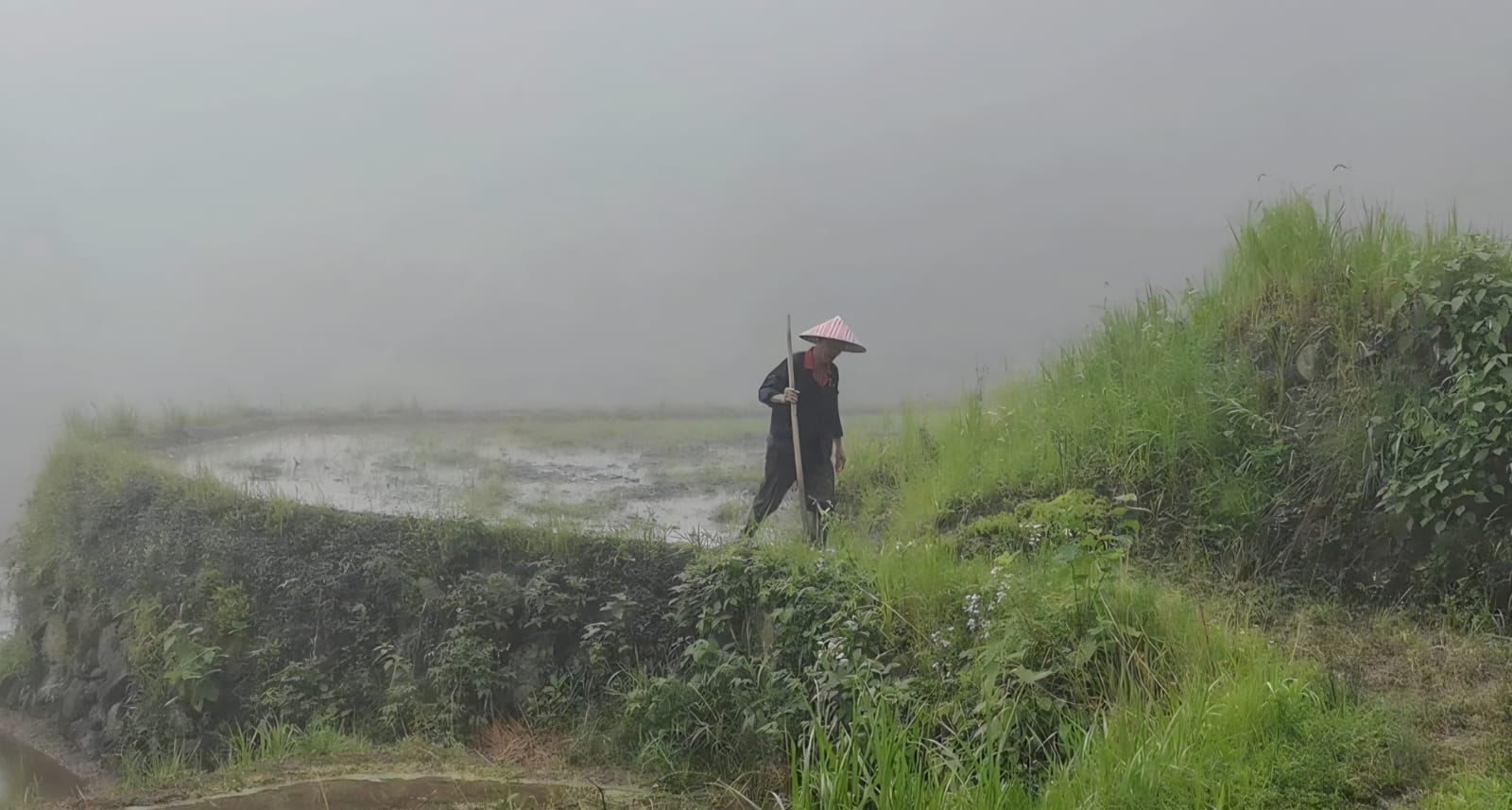 濃霧中的田埂