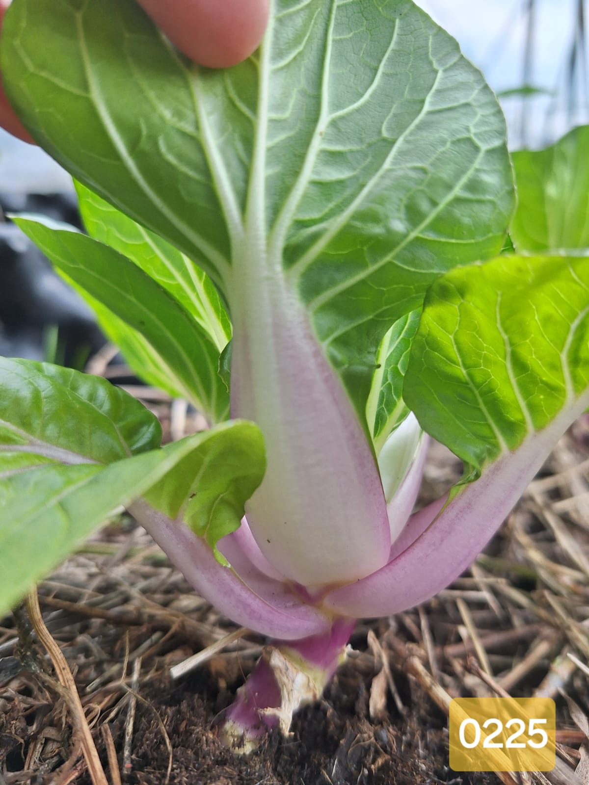成株.紫莖葉菜:進入成株期,莖轉紫紅,是品種與環境共同作用的結果。