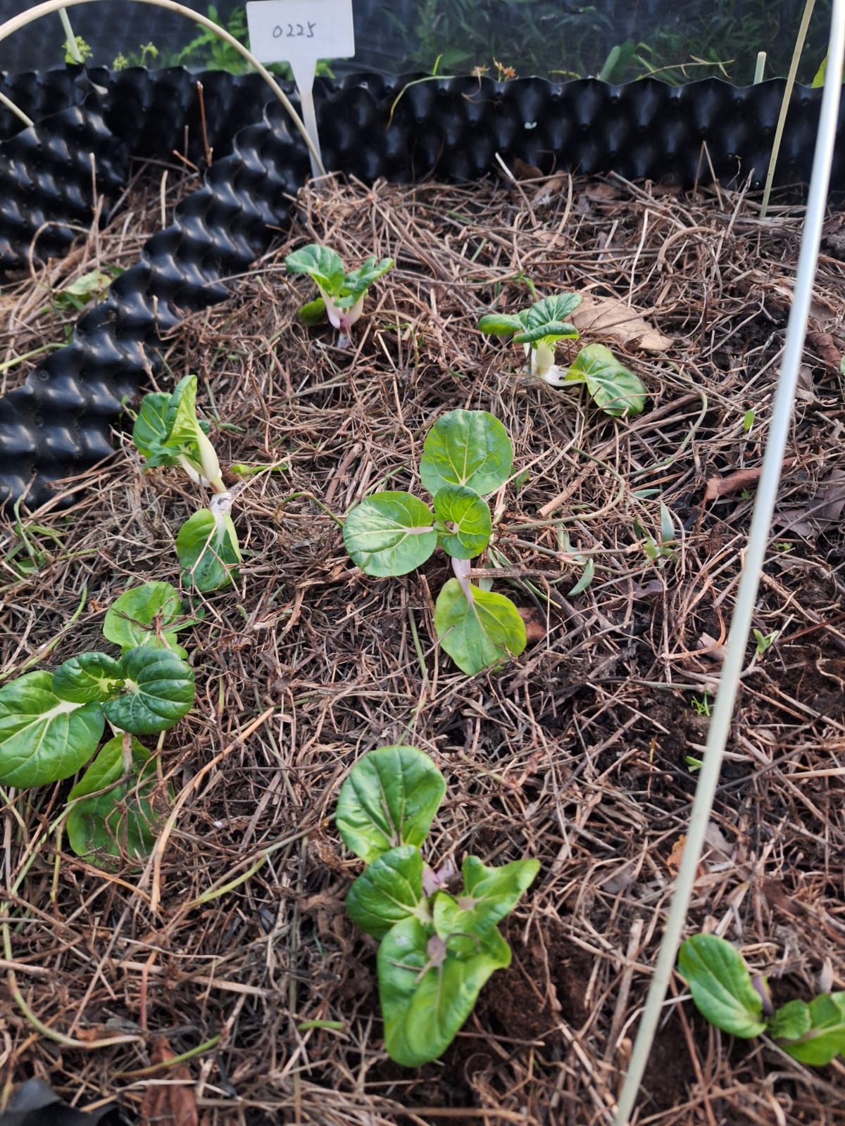 0225 地塊.生長中:0225 的植株較密,葉色深,屬於這一批中表現較穩定的一組。