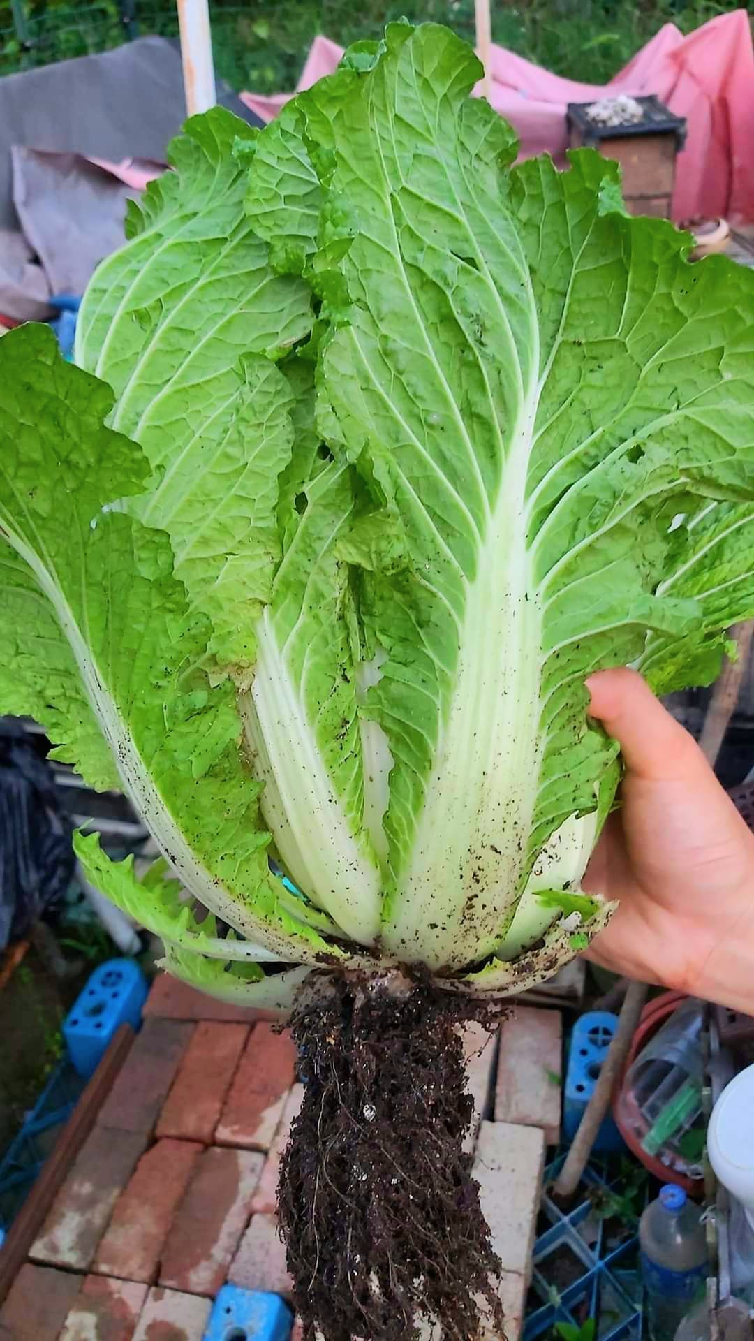 連根的大白菜：整棵連根拔起，根系又白又密，說明土壤鬆軟、通氣良好。