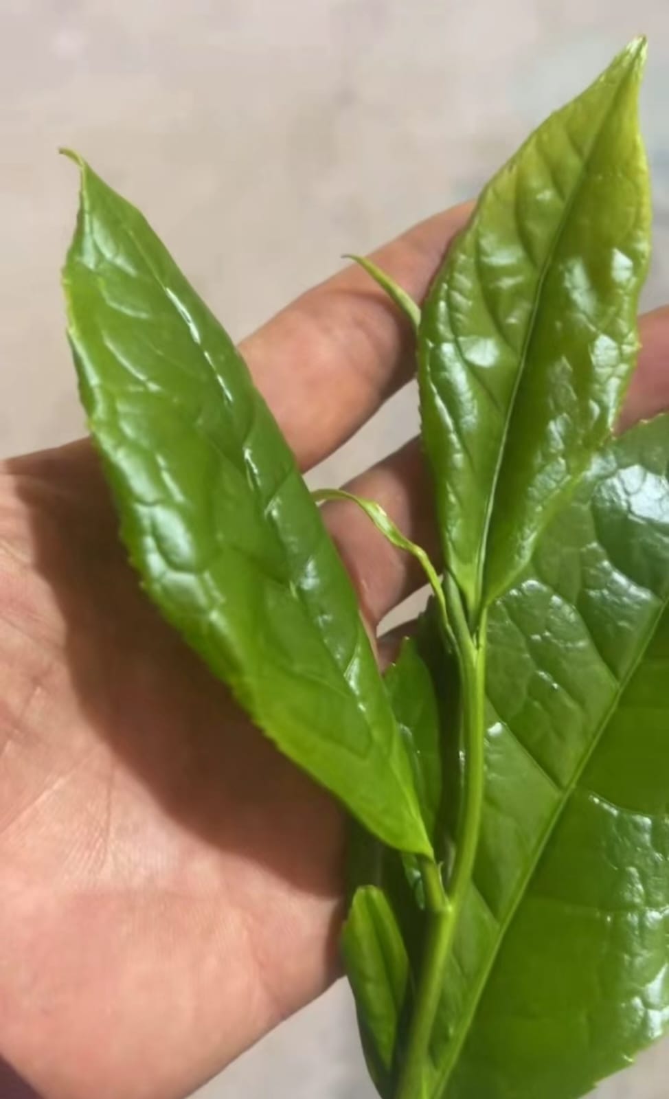 掌心的鮮葉