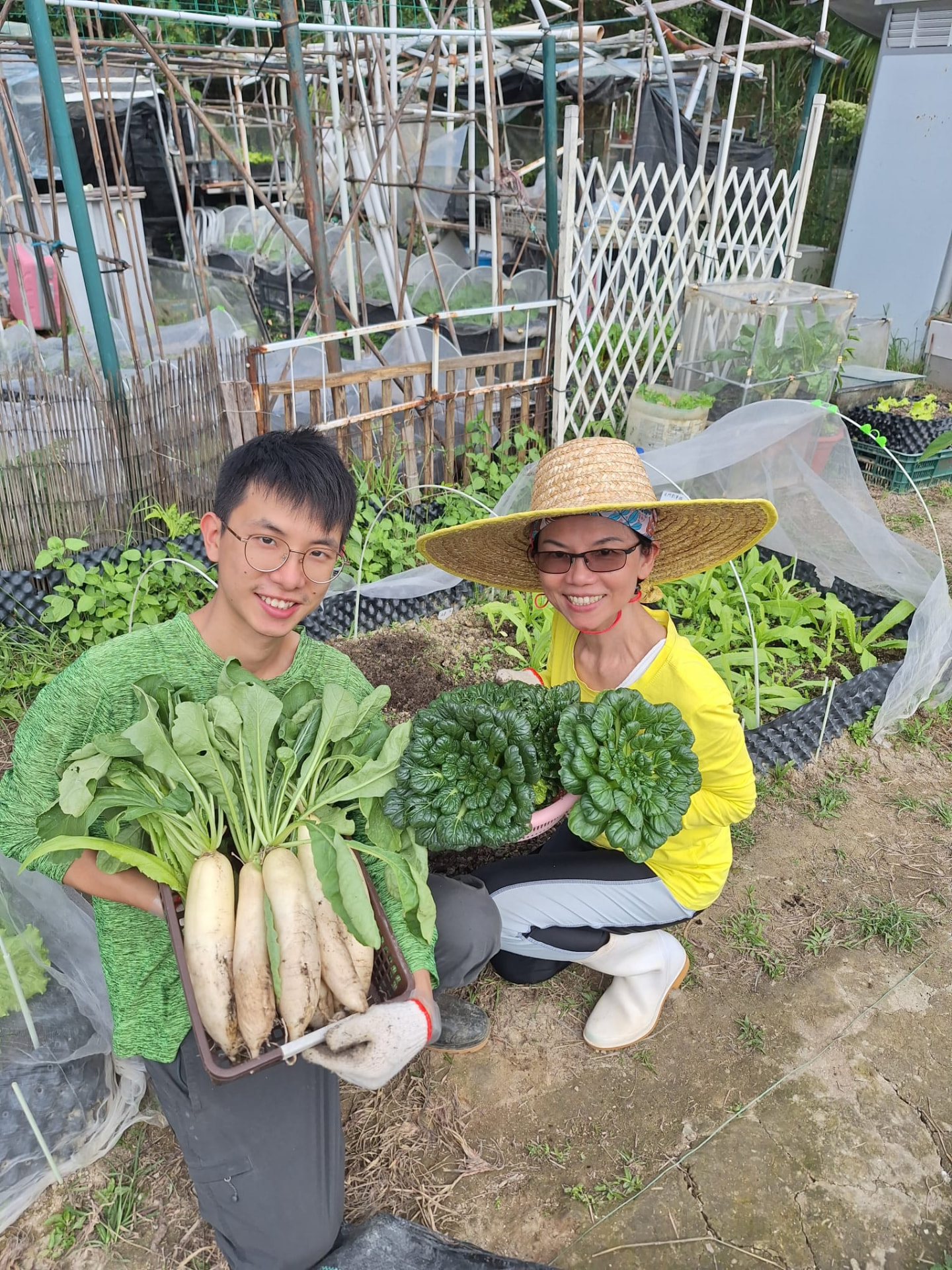 白蘿蔔上場:冬季畦床的白蘿蔔,泥味重而水份足。